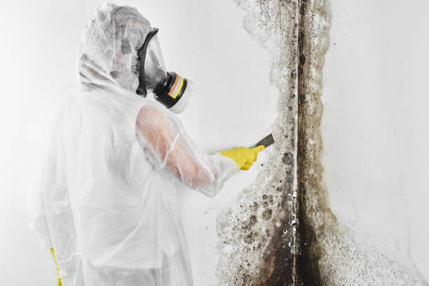 Best Mold Damage Repair  in Judsonia, AR