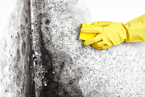 Best Professional Mold Removal  in Judsonia, AR