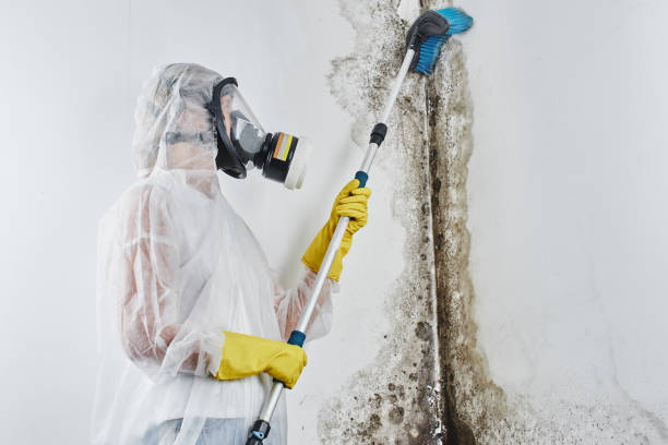 Best Emergency Mold Removal  in Judsonia, AR