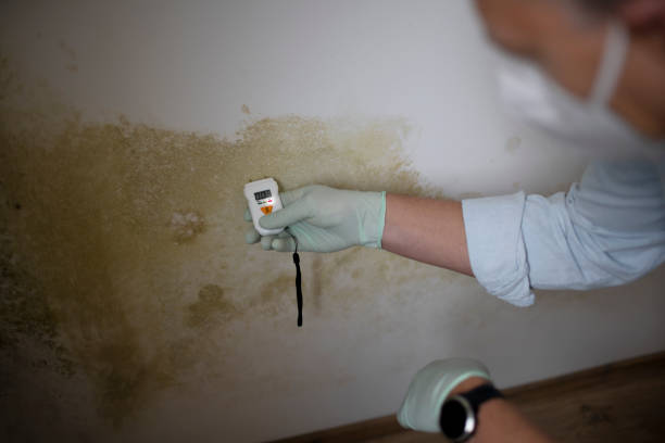 Best Fast Mold Removal  in Judsonia, AR