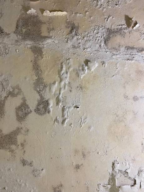Best Mold Cleaning Services  in Judsonia, AR