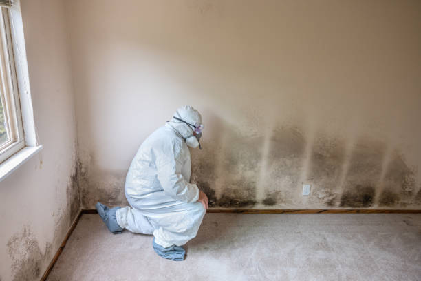 Best Local Mold Removal Service  in Judsonia, AR