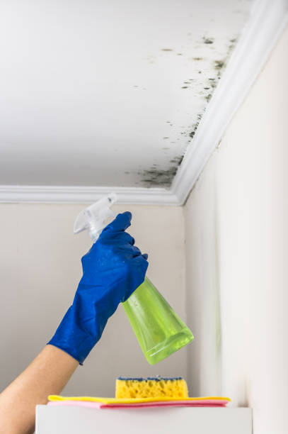Best Mold Removal Specialists  in Judsonia, AR