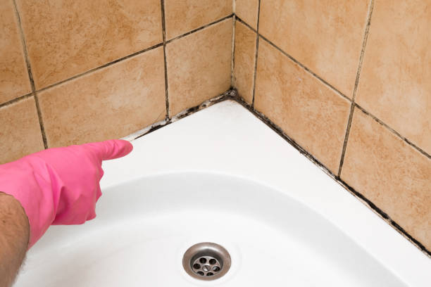 Best Mold Remediation  in Judsonia, AR